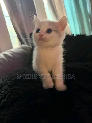 0-1 month Female Purebred Burmilla