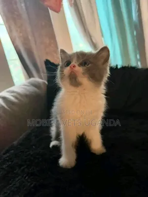1-3 months Male Purebred Bombay