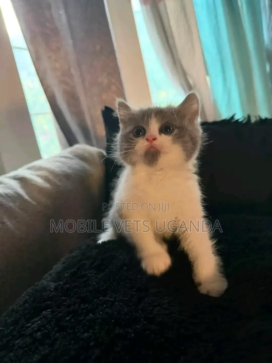 1-3 months Female Purebred Bombay
