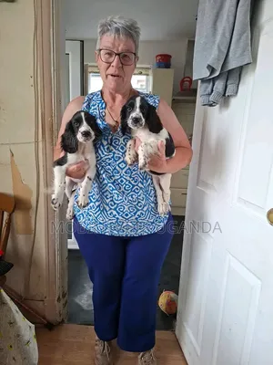 1-3 months Female Purebred English Cocker Spaniel