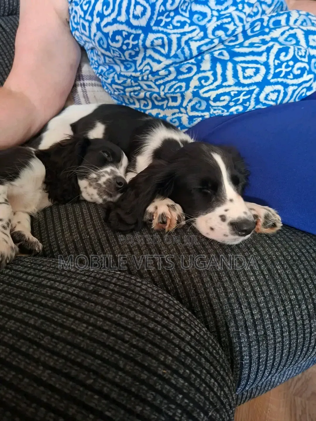 1-3 months Male Purebred English Springer Spaniel