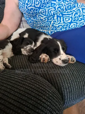 1-3 months Male Purebred English Springer Spaniel
