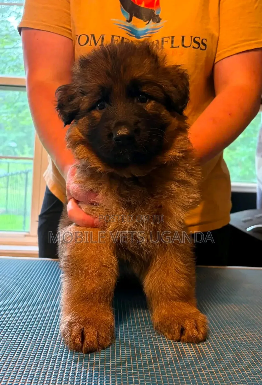 0-1 month Male Purebred German Shepherd