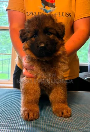 0-1 month Male Purebred German Shepherd