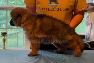 1-3 months Female Purebred German Shepherd