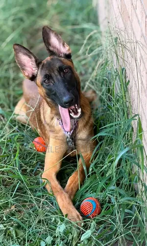6-12 months Male Purebred Belgian Malinois
