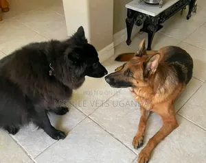 6-12 months Female Purebred German Shepherd