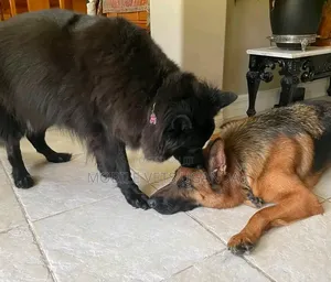 6-12 months Male Purebred German Shepherd