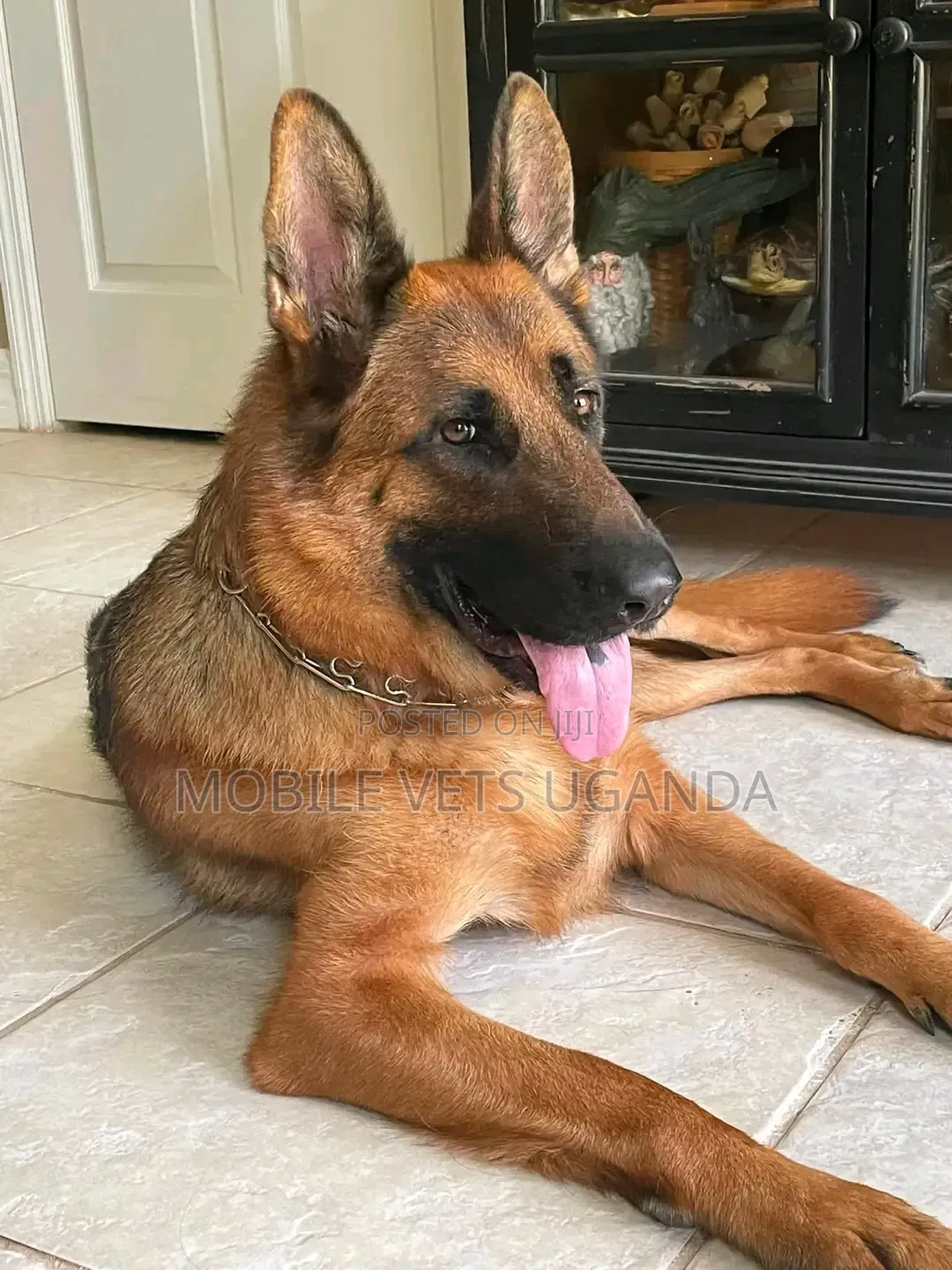 6-12 months Female Purebred German Shepherd