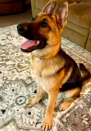 1-3 months Female Purebred German Shepherd