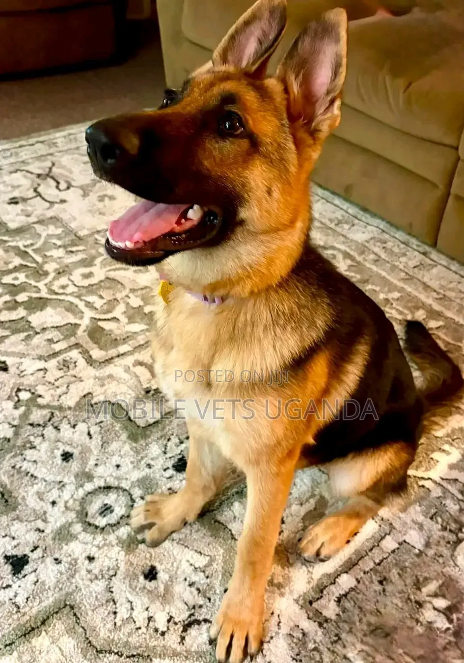1-3 months Female Purebred German Shepherd