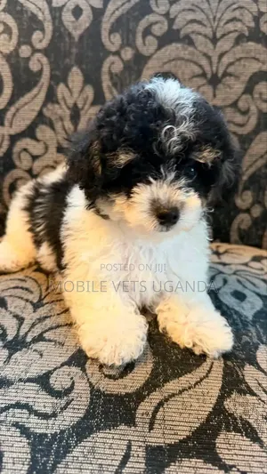 3-6 months Male Purebred Maltese