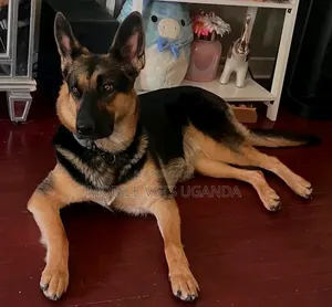 6-12 months Male Purebred German Shepherd