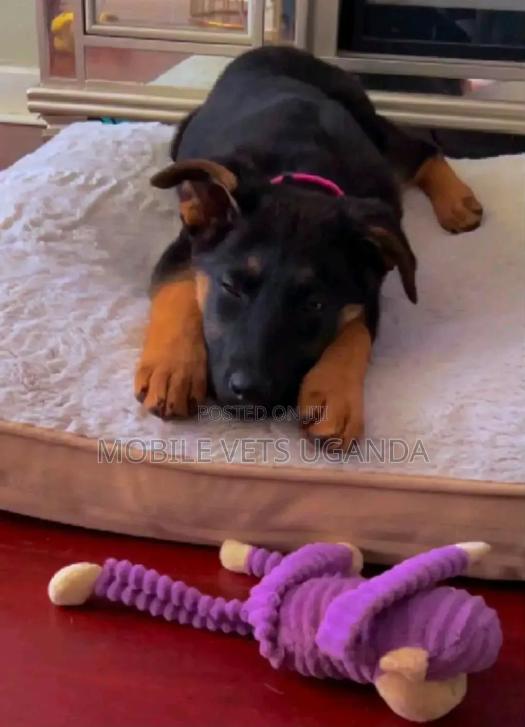 1-3 months Female Purebred German Shepherd
