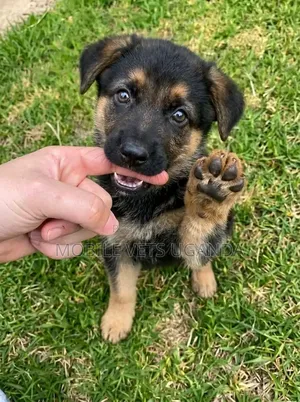 1-3 months Male Purebred German Shepherd