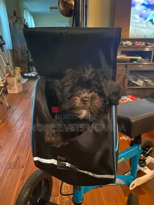 0-1 month Male Purebred Maltese