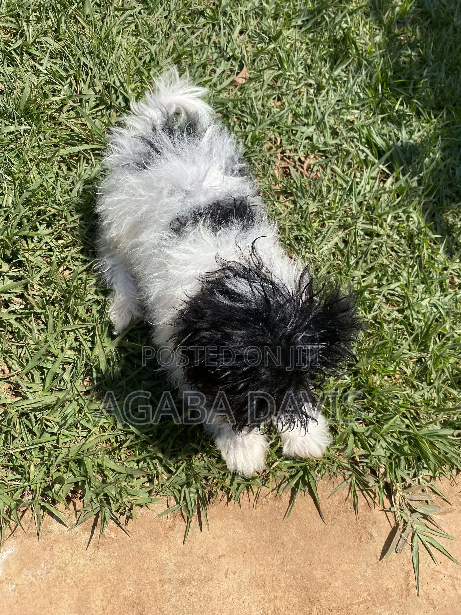 1-3 months Male Purebred Maltese