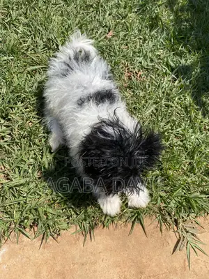 1-3 months Male Purebred Maltese