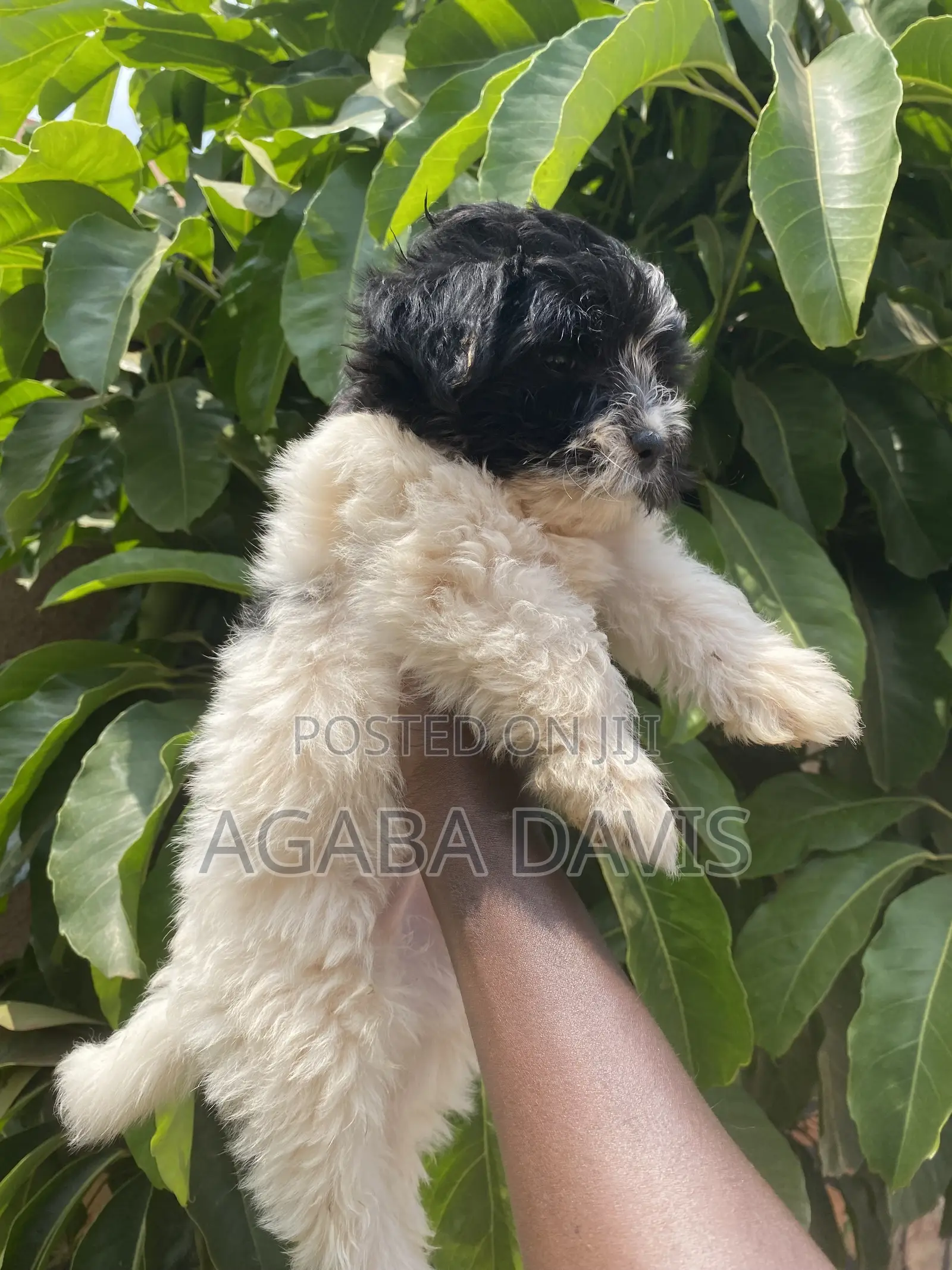 1-3 months Male Purebred Maltese