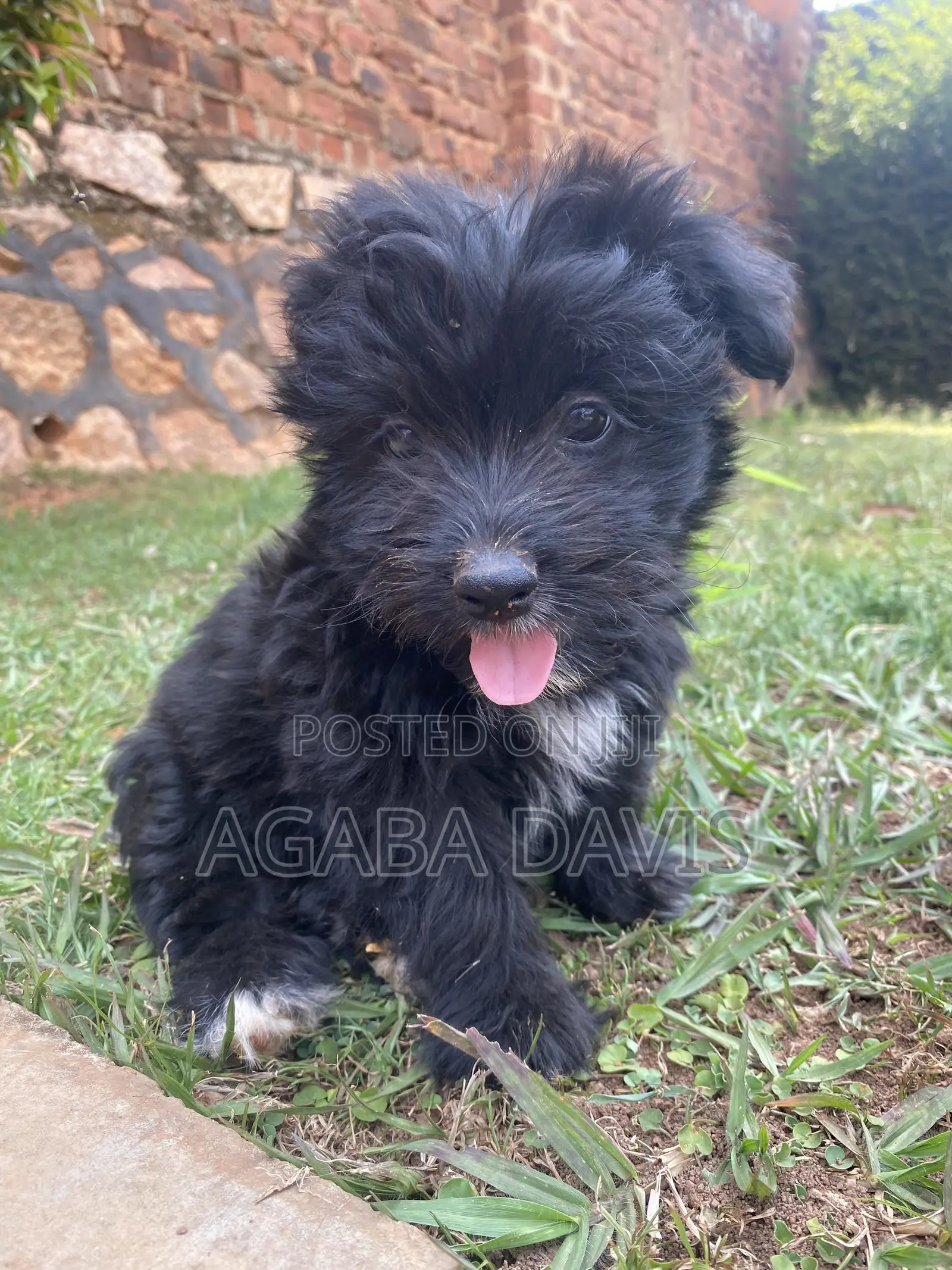 1-3 months Male Purebred Maltese