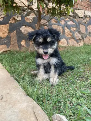 1-3 months Male Purebred Maltese