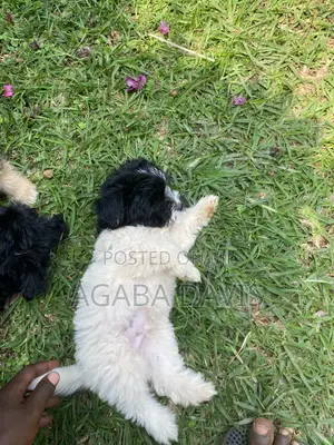 1-3 months Male Purebred Maltese