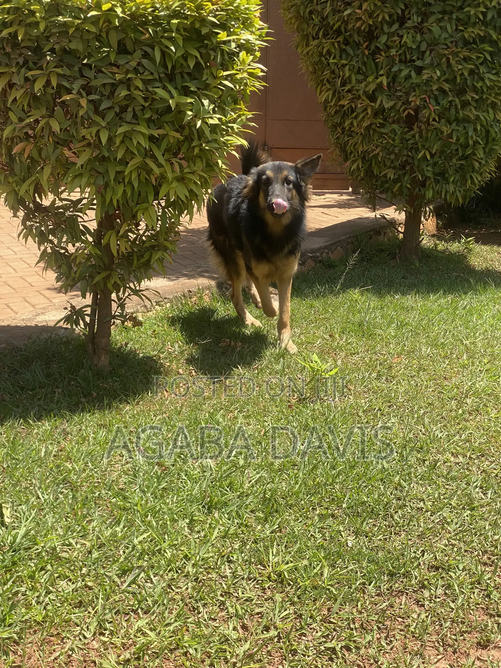 3-6 months Male Purebred German Shepherd