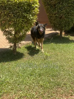3-6 months Male Purebred German Shepherd