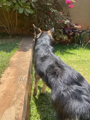 3-6 months Male Purebred German Shepherd