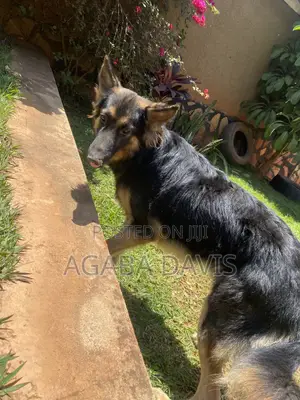 3-6 months Male Purebred German Shepherd