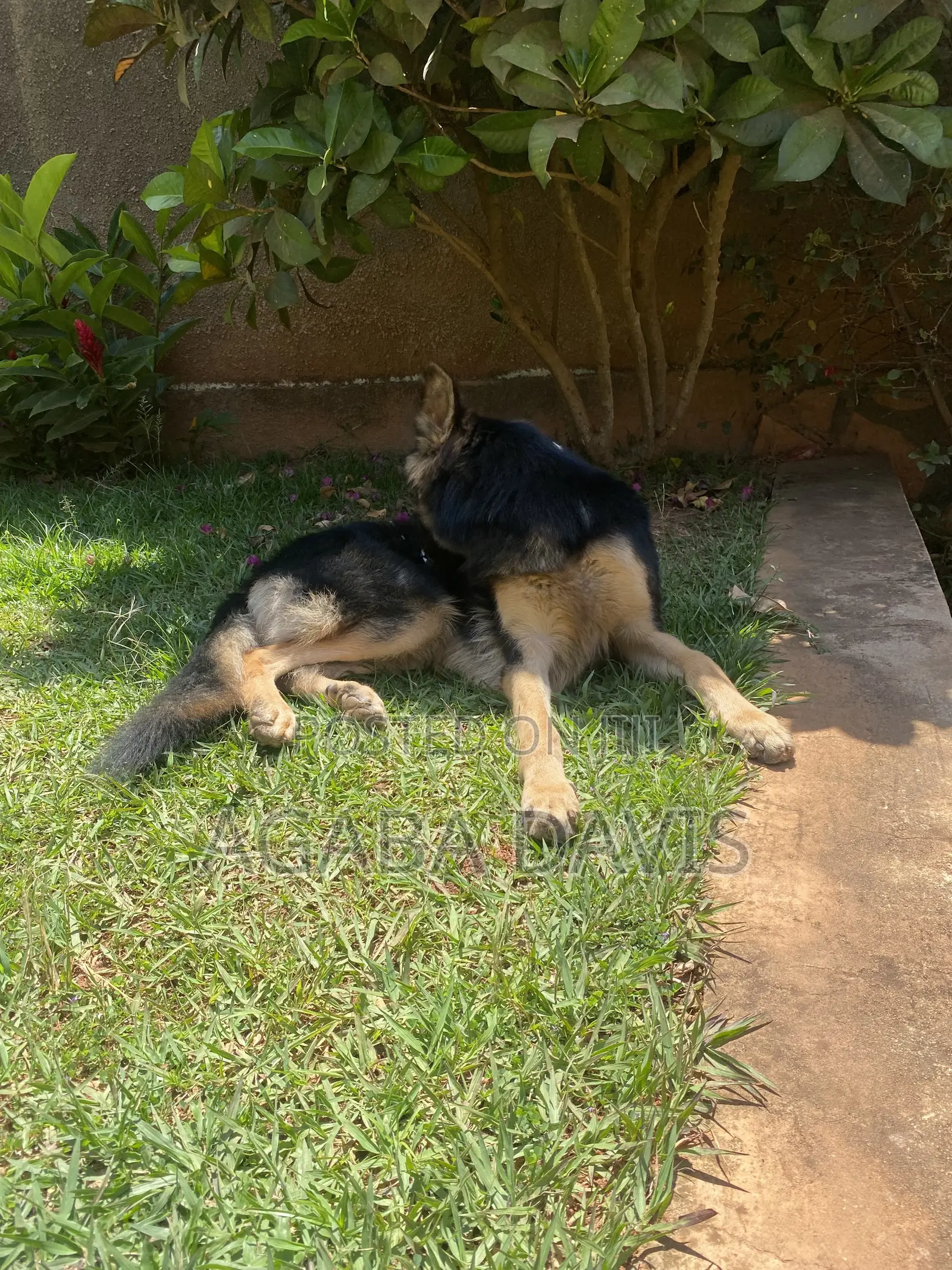 3-6 months Male Purebred German Shepherd