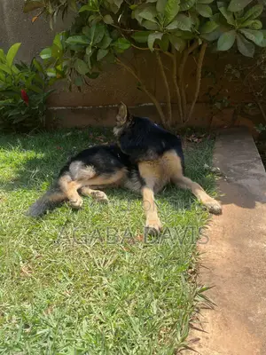 3-6 months Male Purebred German Shepherd