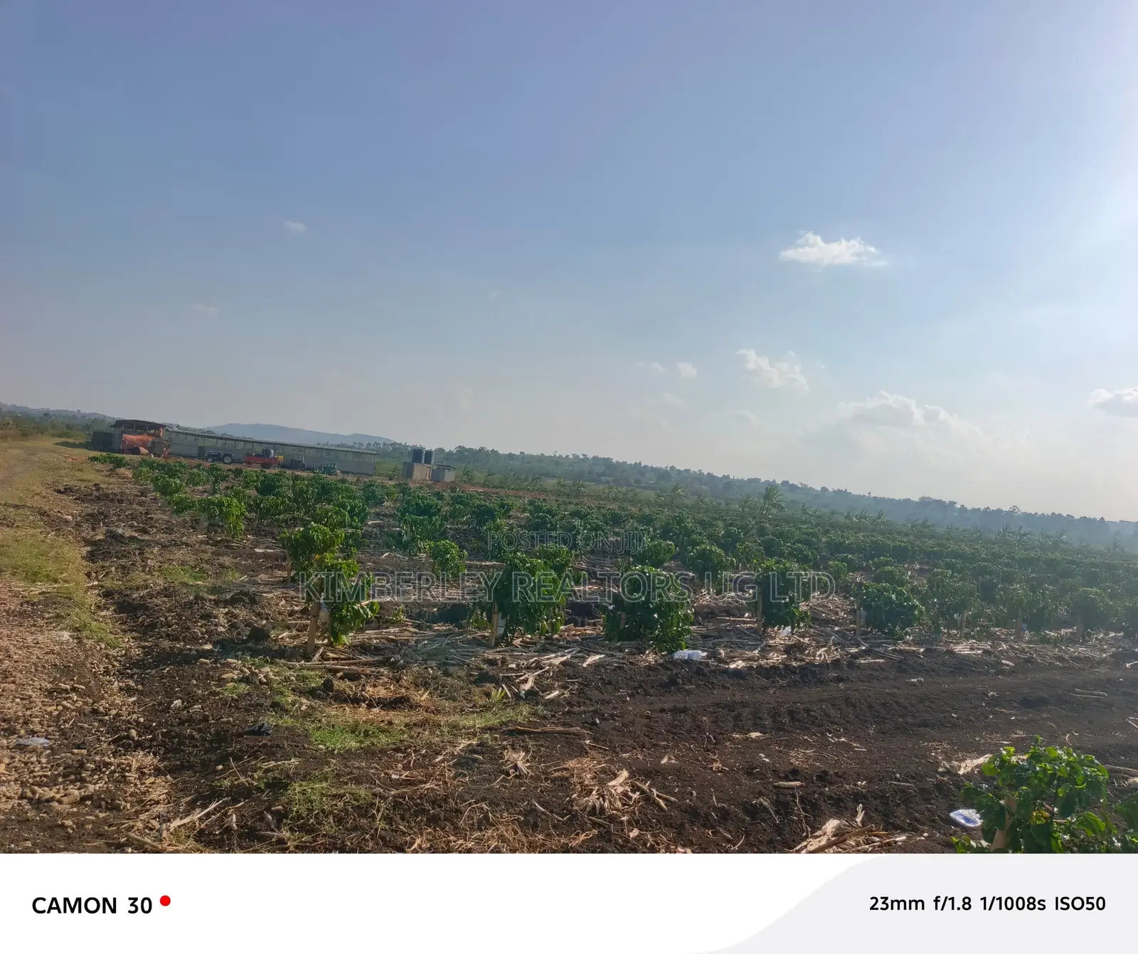 Coffee Plantation for Sale – Masaka-Mbarara Road!