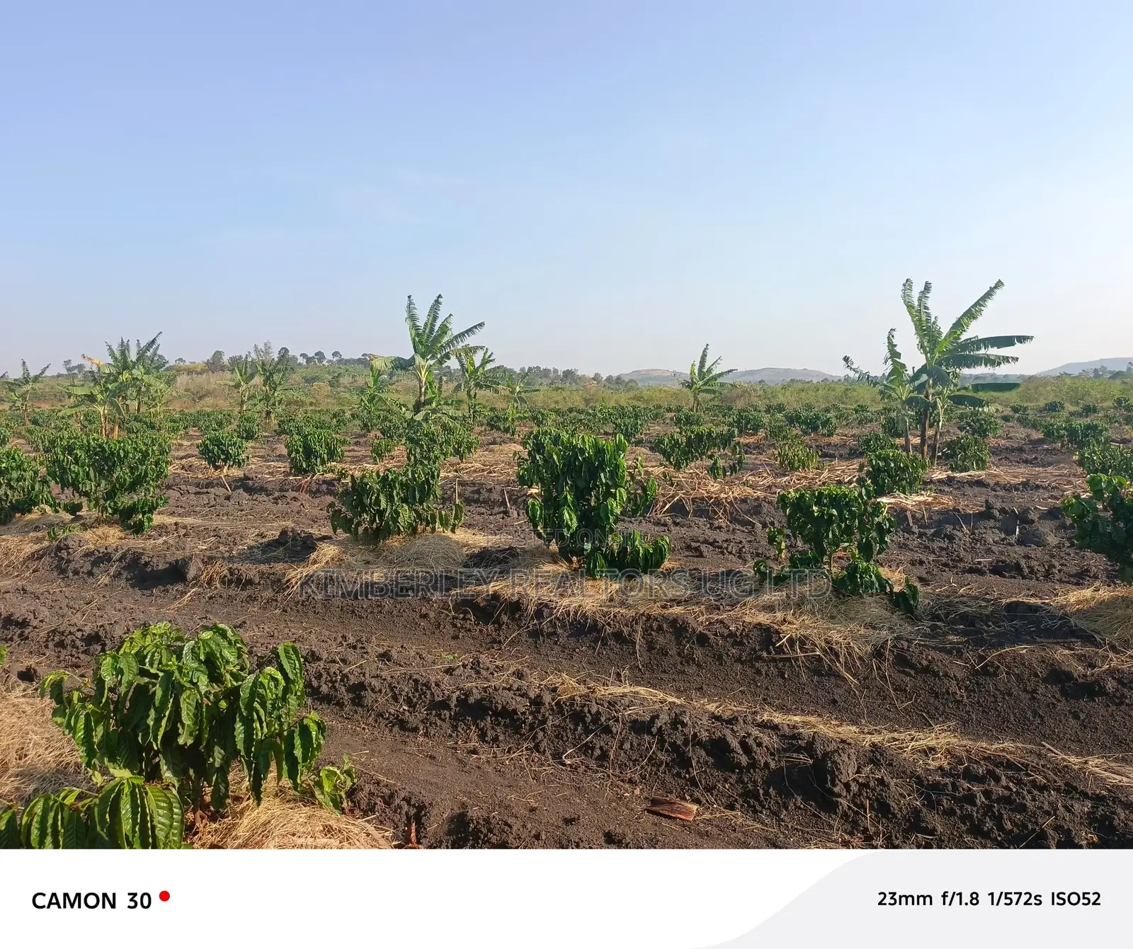 Coffee Plantation for Sale – Masaka-Mbarara Road!