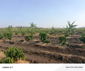 Coffee Plantation for Sale – Masaka-Mbarara Road!