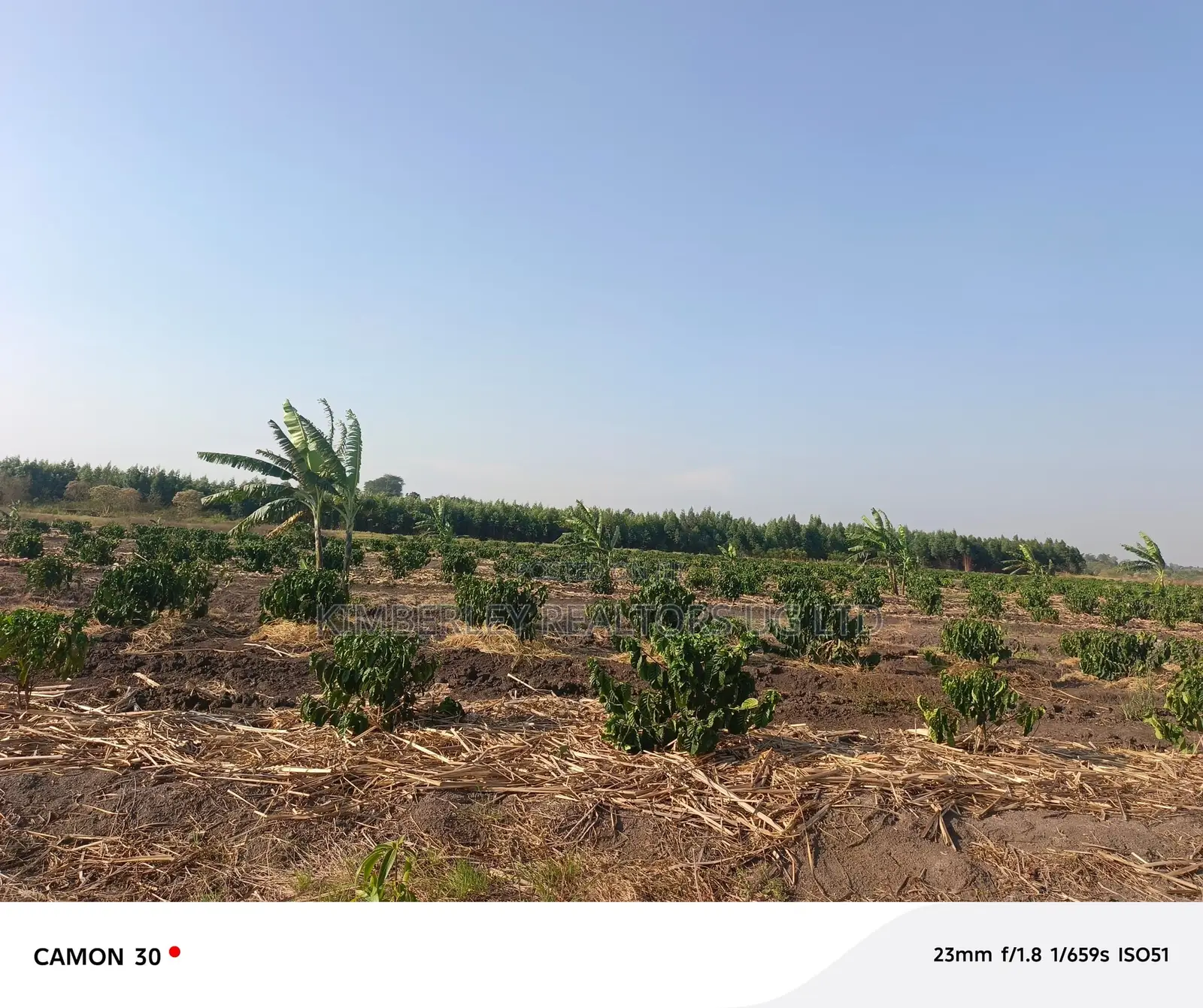Coffee Plantation for Sale – Masaka-Mbarara Road!