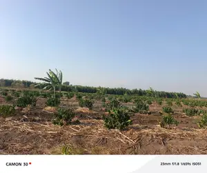 Coffee Plantation for Sale – Masaka-Mbarara Road!