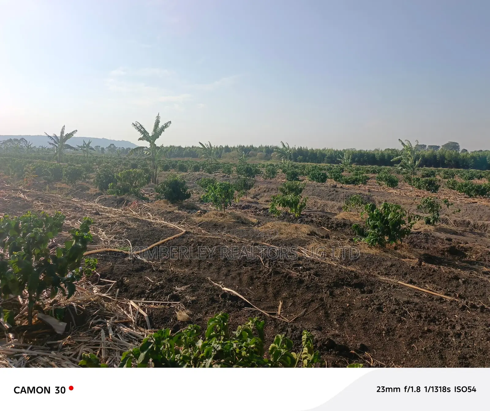 Coffee Plantation for Sale – Masaka-Mbarara Road!