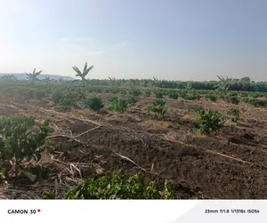 Coffee Plantation for Sale – Masaka-Mbarara Road!