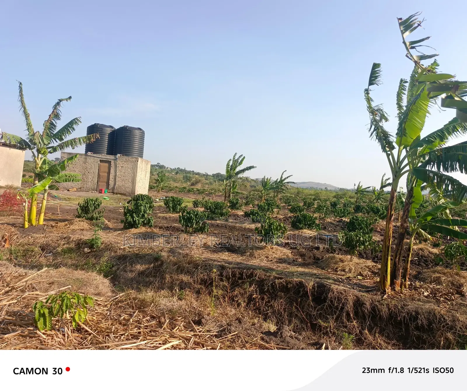 Coffee Plantation for Sale – Masaka-Mbarara Road!