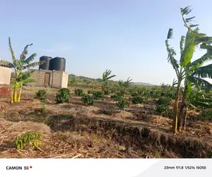 Coffee Plantation for Sale – Masaka-Mbarara Road!