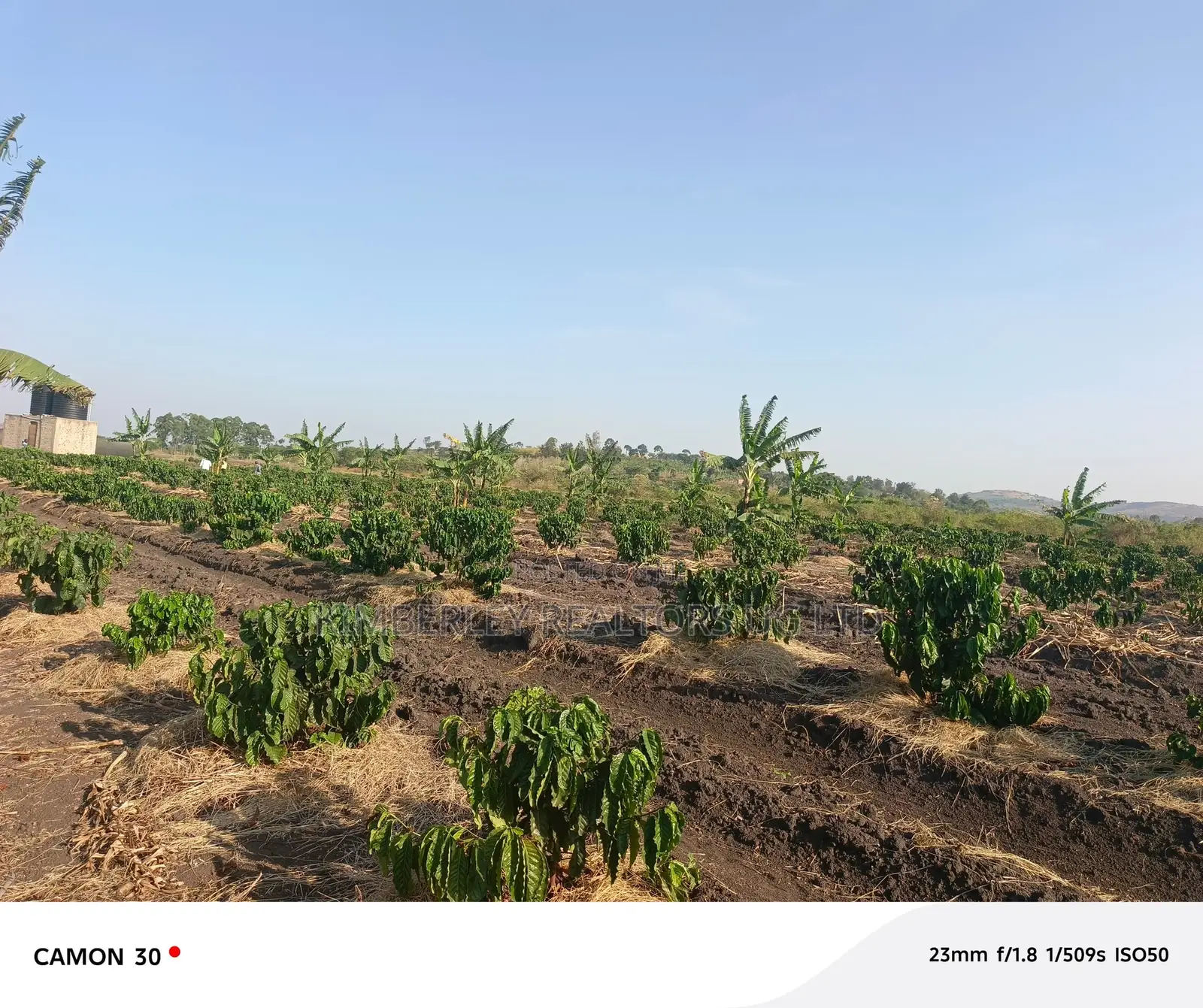 Coffee Plantation for Sale – Masaka-Mbarara Road!