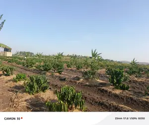 Coffee Plantation for Sale – Masaka-Mbarara Road!