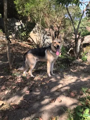 6-12 months Male Purebred German Shepherd