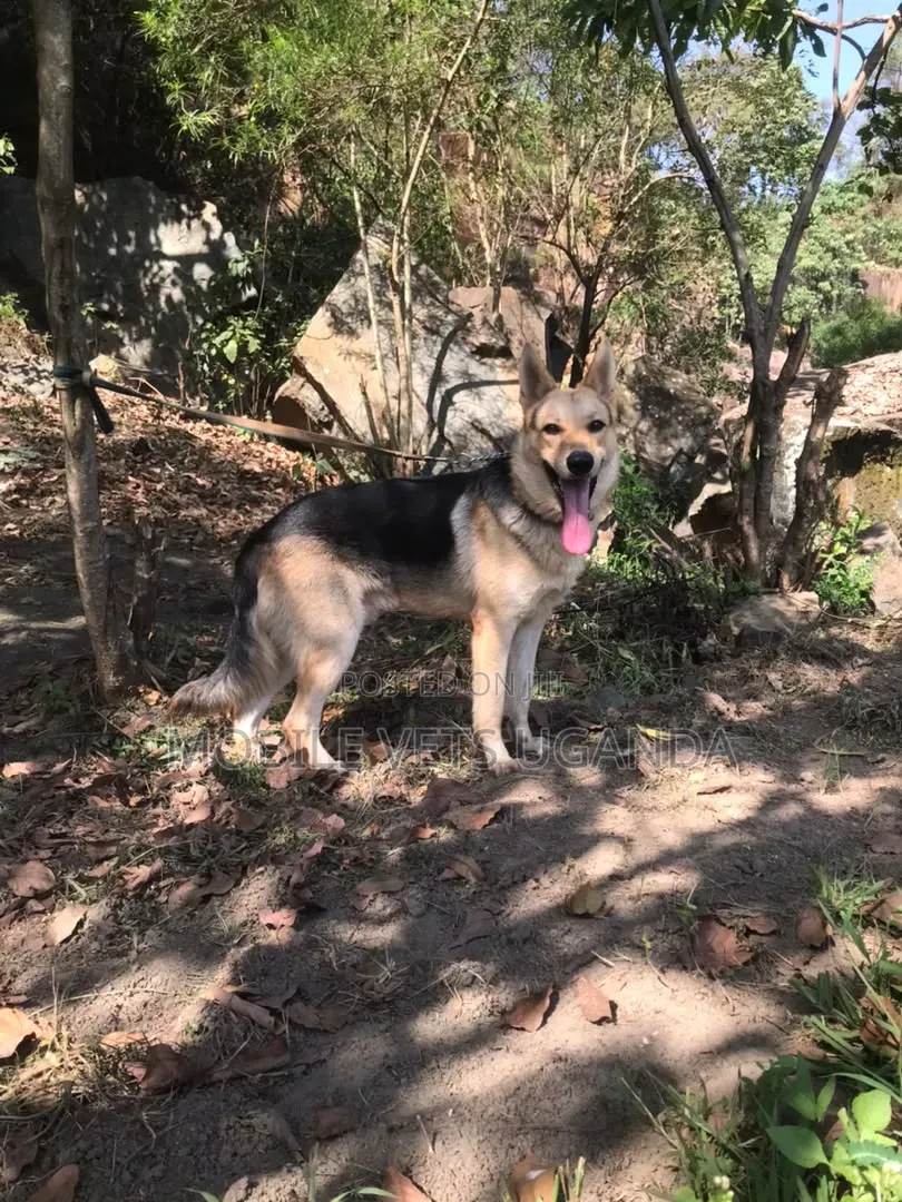 6-12 months Male Purebred German Shepherd