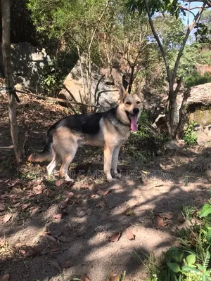3-6 months Female Purebred German Shepherd