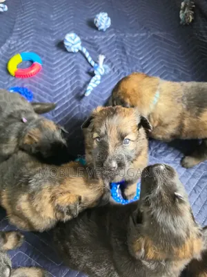 1-3 months Male Purebred German Shepherd