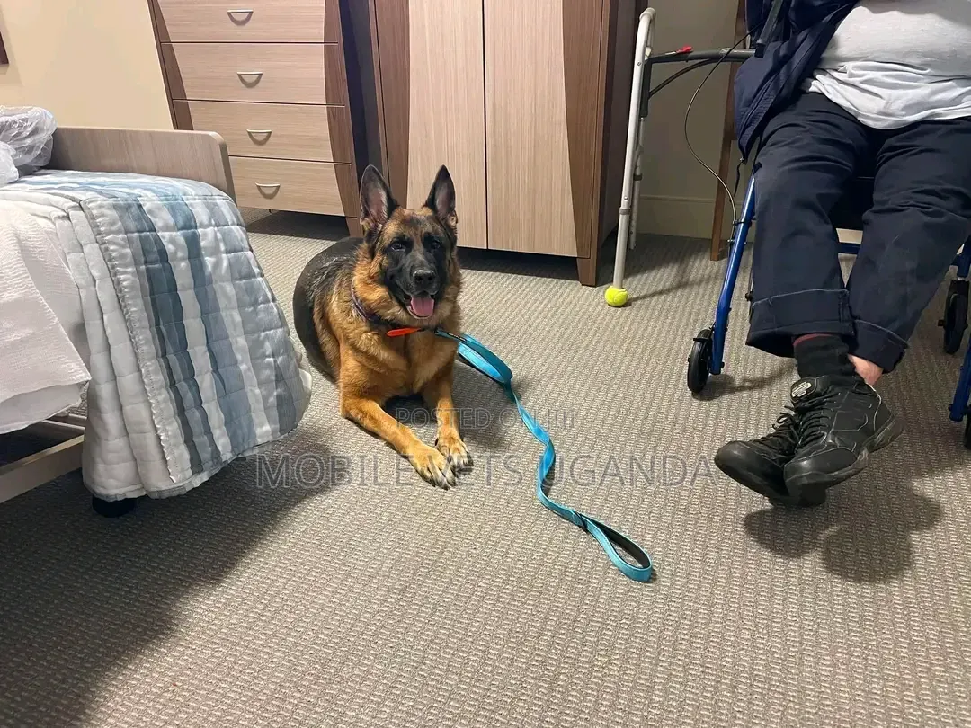 1-3 months Male Purebred German Shepherd