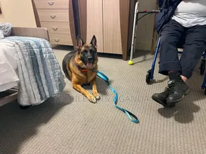 1-3 months Male Purebred German Shepherd