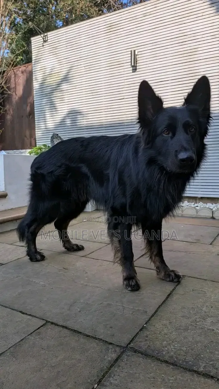 6-12 months Female Purebred German Shepherd